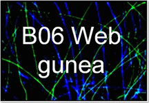 B06 web gunea